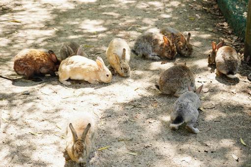 広島 大久野島 うさぎ島のうさぎ達1 広島 大久野島 うさぎ島のうさぎ達1 うさぎ,兎,卯の写真素材