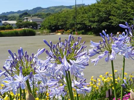 初夏に咲き誇る紫色の花 初夏に咲き誇る紫色の花の写真