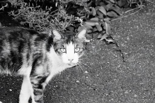 ねこ ねこの写真