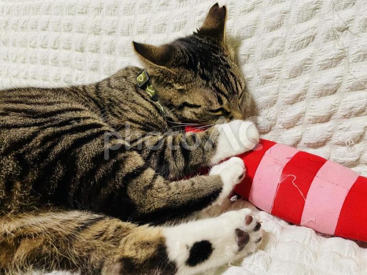 おもちゃにかぶりつく猫 キジトラ,癒し,かわいいの写真素材
