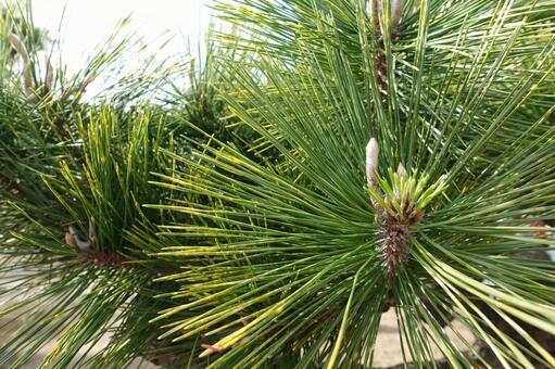 松の木_01 松,松の木,針葉樹の写真素材