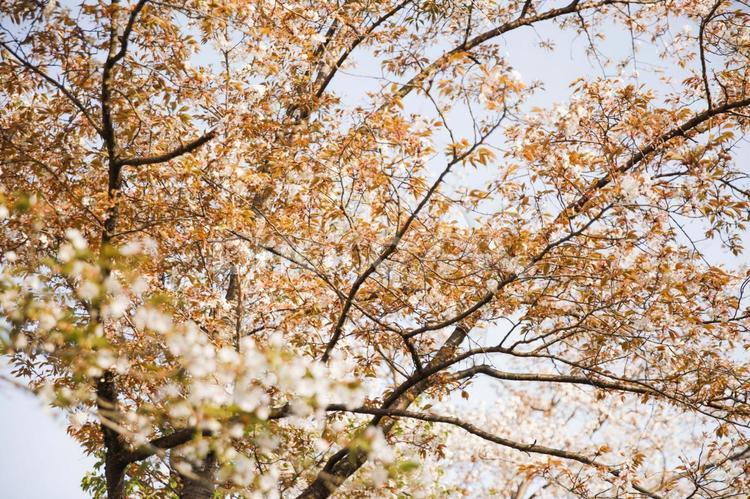 秋を迎える木々　紅葉 秋,季節,彩りの写真素材