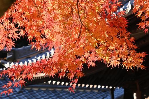 松平東照宮のもみじの紅葉 松平東照宮のもみじの紅葉 紅葉,もみじ,綺麗の写真素材