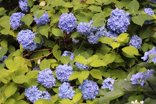 あじさい132 あじさい132 あじさい,アジサイ,紫陽花の写真素材