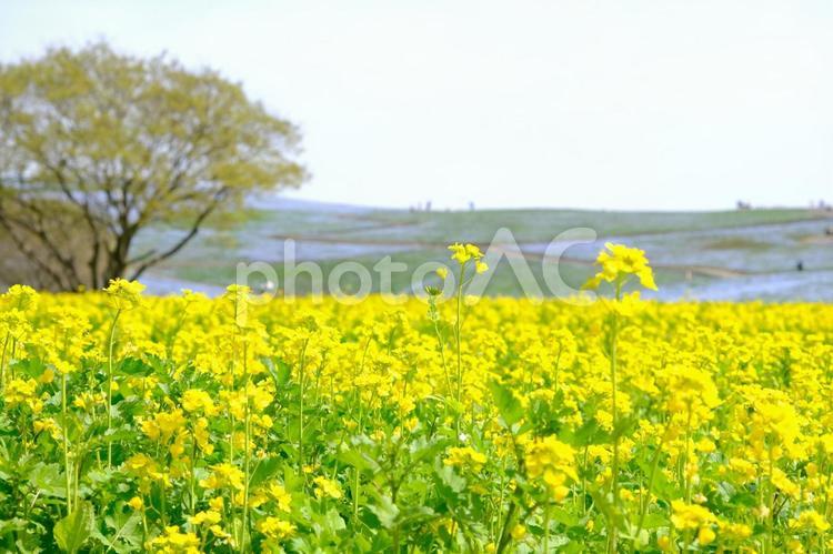 菜の花畑の風景 菜の花,春,風景の写真素材