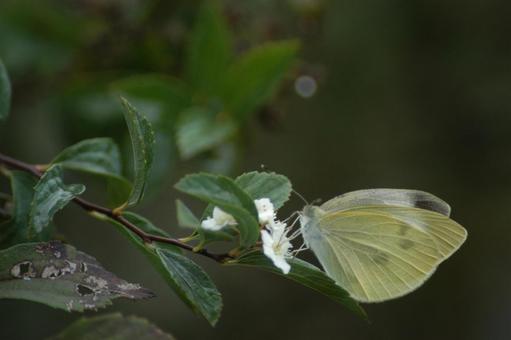 Cabbage White Butterfly, JPG Cabbage White Butterfly, JPG