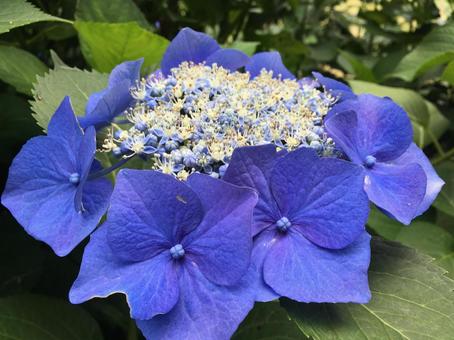 紫陽花 紫陽花の写真