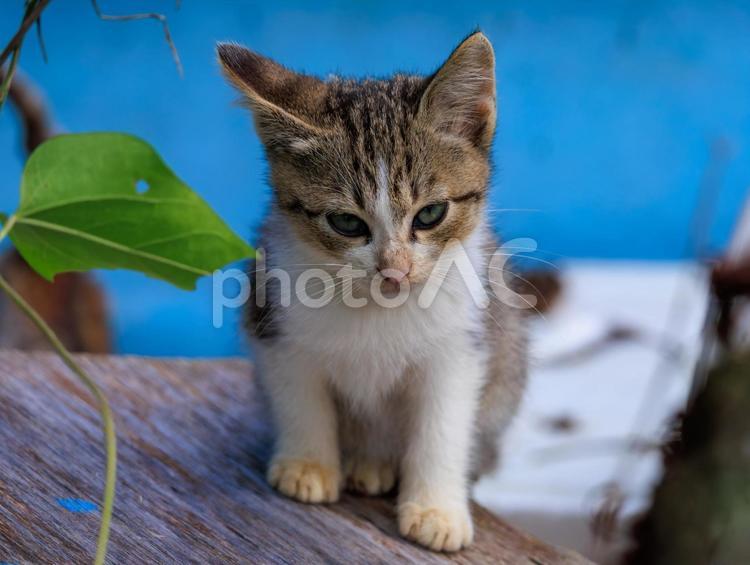 港で産まれた可愛い子猫です。 子猫,猫,野良猫の写真素材