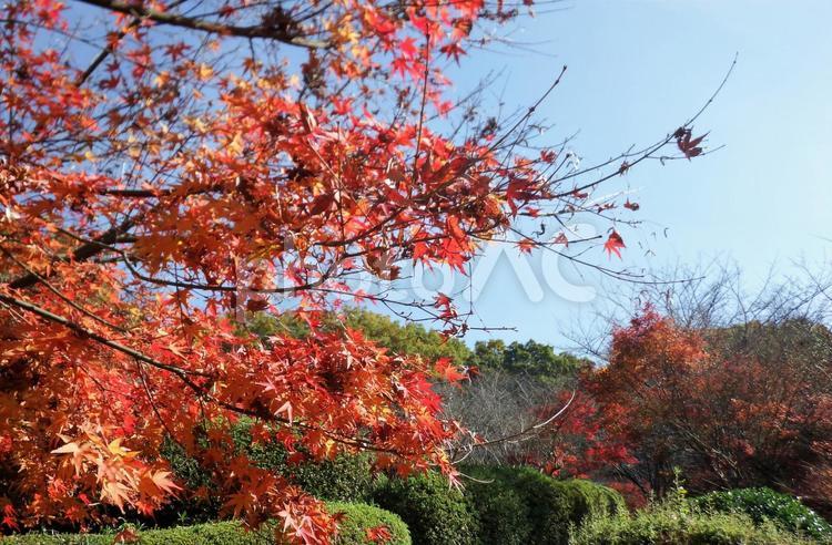 秋の紅葉と風景 10月,11月,12月の写真素材