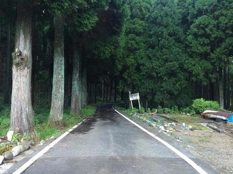 巨木に囲まれた山道 巨木に囲まれた山道の写真