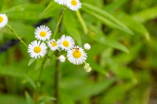 ハルジオンにとまるホソヒラタアブ ハルジオン,花,白の写真素材
