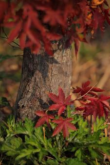 幹を飾る紅葉-1の写真