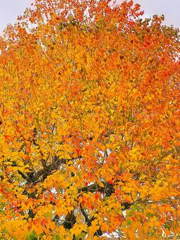 紅葉最盛期の木 紅葉最盛期の木の写真