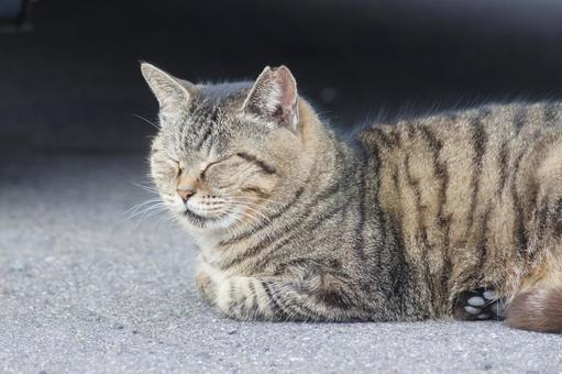 ねこ のらねこ,にゃんこ,可愛いの写真素材