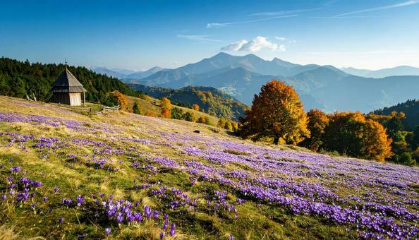 秋の花　サフラン　10月　11月 の写真