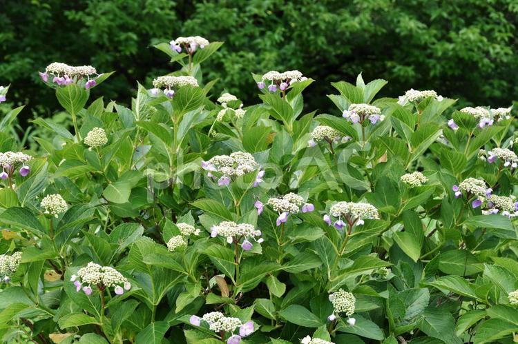 ガクアジサイ（額紫陽花） ガクアジサイ,額紫陽花,紫陽花の写真素材