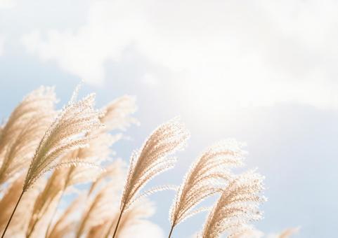 秋の花と青空・秋風にたなびくススキ野原 秋の花と青空・秋風にたなびくススキ野原の写真