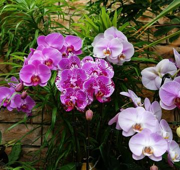 胡蝶蘭のグラデーション 胡蝶蘭のグラデーション 熱帯ドリームセンター,胡蝶蘭,植物の写真素材