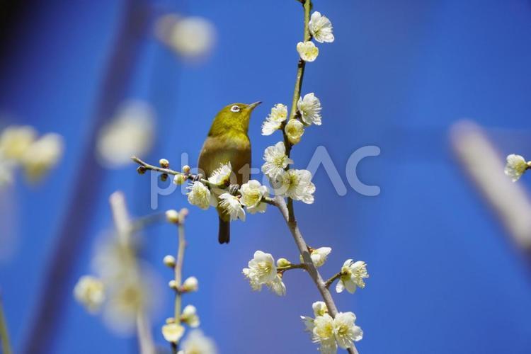 春の訪れ 春,自然,春の風景の写真素材