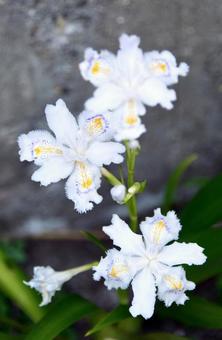 白い花 白い花の写真