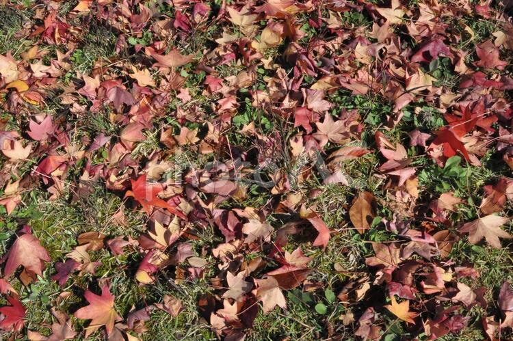 カエデの落ち葉 紅葉,枯葉,落葉の写真素材