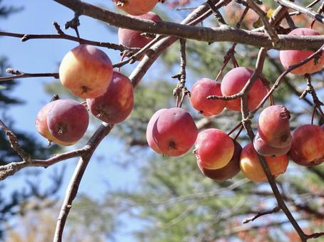 クラブアップル④の写真