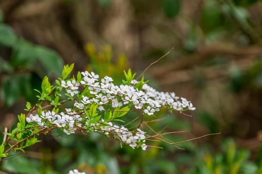 春の陽光に輝くユキヤナギの白い花 春の陽光に輝くユキヤナギの白い花 ユキヤナギ,白,花の写真素材