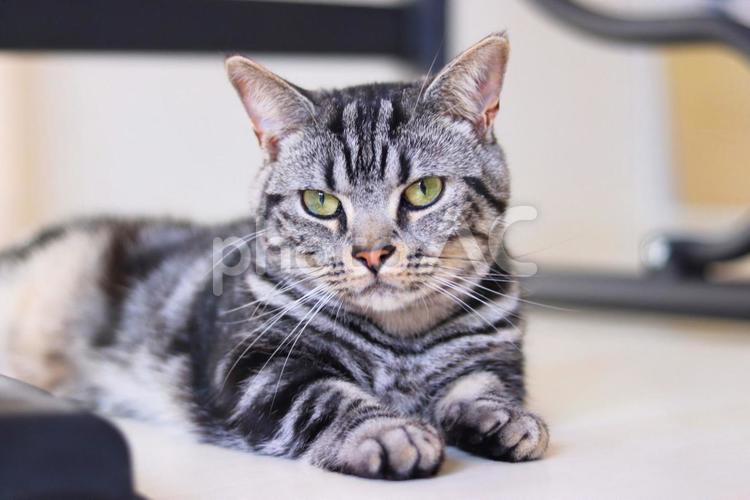遠くを見つめて何か考えている猫 猫,ねこ,ネコの写真素材