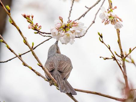 桜とヒヨドリ ヒヨドリ,野鳥,鳥の写真素材