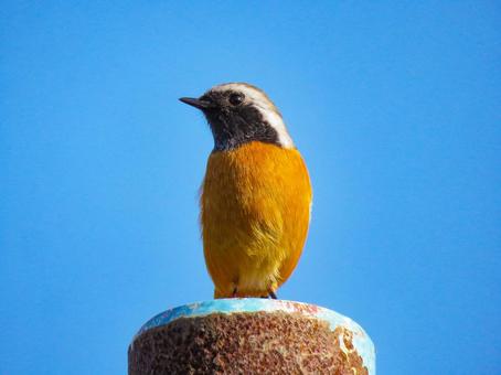 ポールの上に留まるジョウビタキのオス ジョウビタキ,野鳥,動物の写真素材