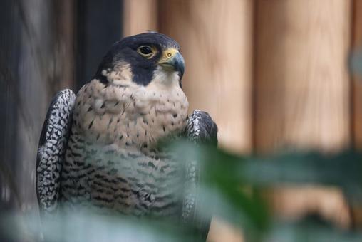 ハヤブサ～猛禽類最速のハンター ハヤブサ,隼,鶻の写真素材