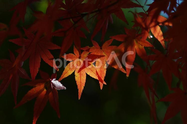 もみじ もみじ 晩秋,林,森の写真素材