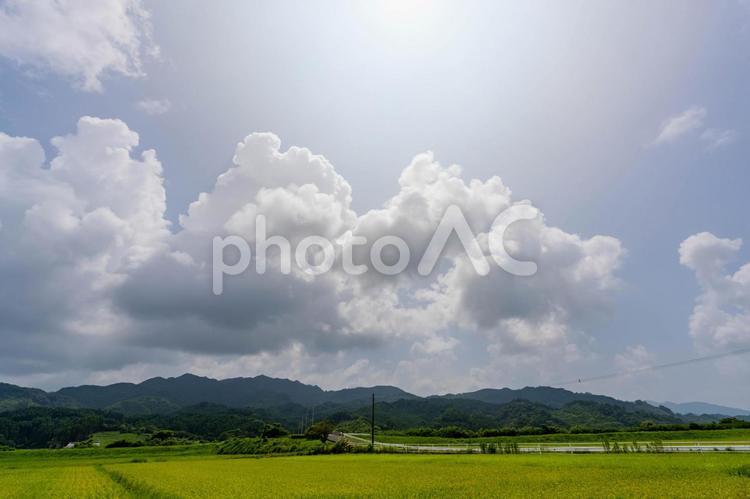 夏の田んぼと夏雲 夏,雲,空の写真素材