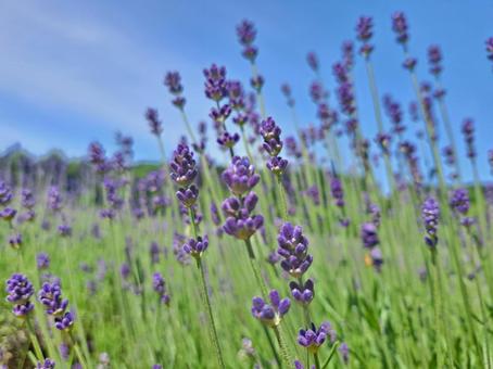 Photo, summer, summer vacation, lavender, 