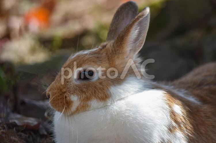 秋の木陰のうさぎ うさぎ,ウサちゃん,卯の写真素材