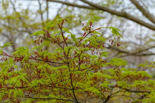 春に芽吹く楓の若葉と花 楓,若葉,春の写真素材