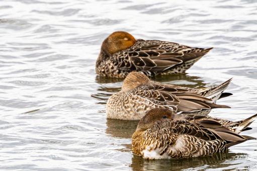 大沼のカモ⑿ 大沼のカモ⑿の写真