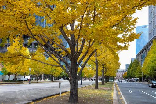 行幸通りの銀杏並木 銀杏並木,行幸通り,銀杏の写真素材