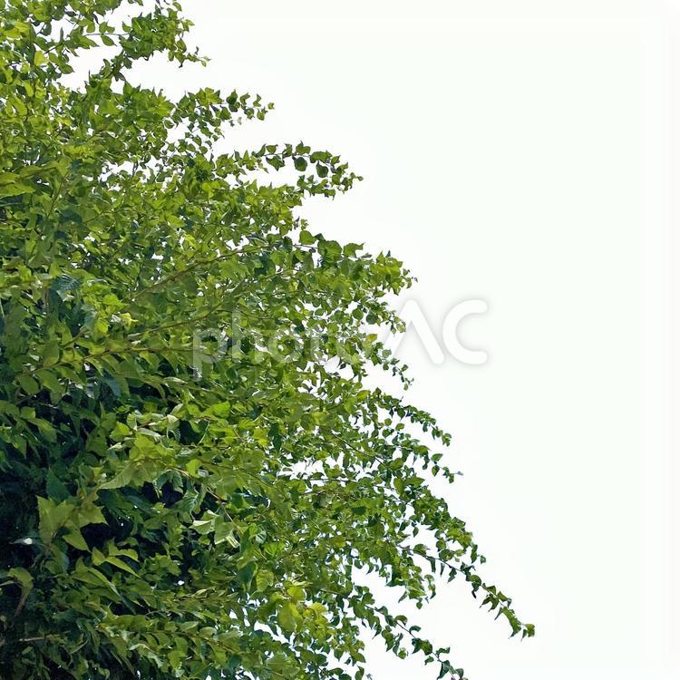 木の部分切抜き（psd背景透過可） 木,切り抜き,葉の写真素材