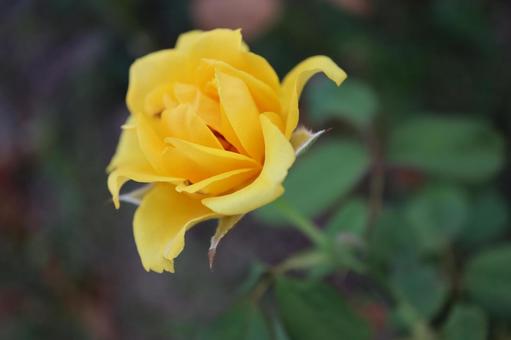 バラ園にて黄色い薔薇を撮りました バラ園にて黄色い薔薇を撮りましたの写真