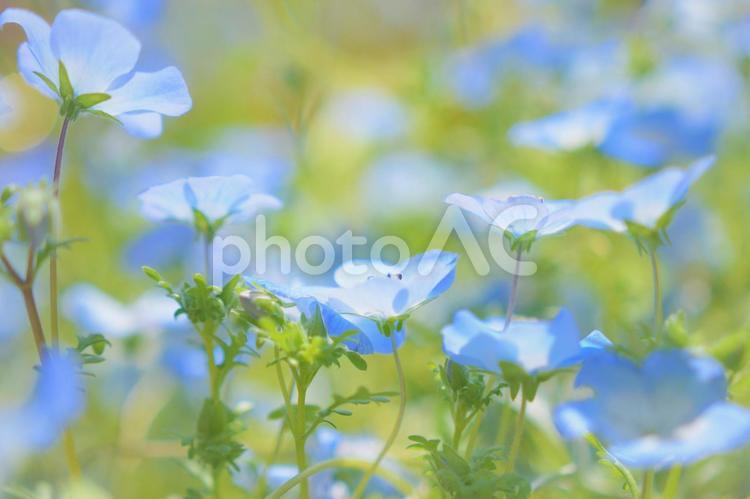 植物　花　ネモフィラ 植物,花,ネモフィラの写真素材