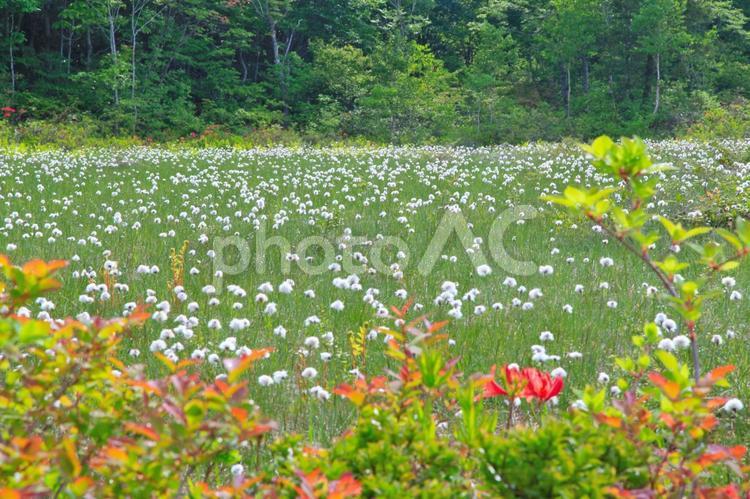 ワタスゲ群生（駒止湿原） ワタスゲ,花,穂の写真素材