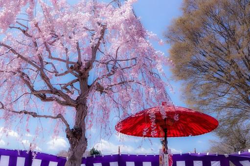 花見 桜,茶屋,和傘の写真素材