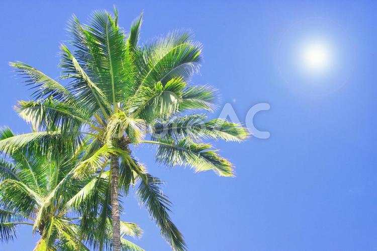 椰子の木と太陽、南国の青い空 夏,南国,トロピカルの写真素材
