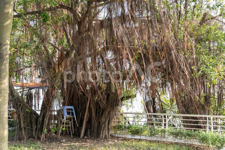 【ベトナム】ハノイのタイ湖の景色 ベトナム,ハノイ,タイ湖の写真素材