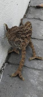カメレオン カメレオンの写真