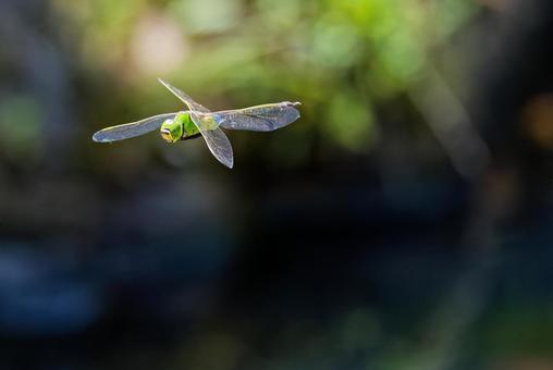 Flying male silver dragonfly, JPG Flying male silver dragonfly, JPG