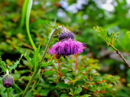 Summer wildflowers - Japanese thistle, JPG