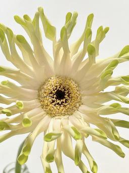 Photo, flower, plant, gerbera, 