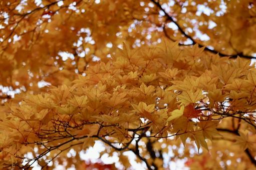 もみじ 紅葉,秋,風景の写真素材